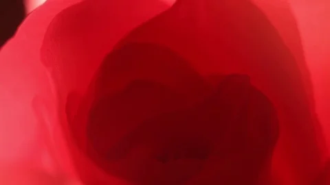 Super macro shot of Slowly revolving red rose Video stock 82332653