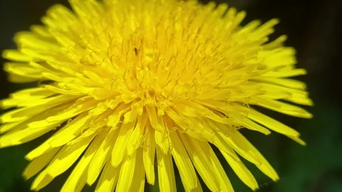 Super macro shot of a vibrant yellow dandelion flower texture blooming in spring Stock Footage 336391441