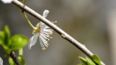 Super Macro Side View of Apricot Blossom – Cinematic 4K Stock-Footage 320170740