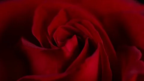 Super macro Slowly revolving deep red rose whit crystal clear water drops on it Video stock 82339647