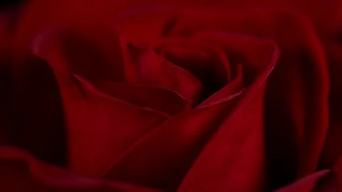 Super macro Slowly revolving deep red rose whit crystal clear water drops on it Video stock 82339831