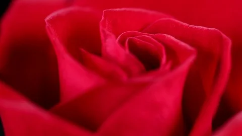 Super macro Slowly revolving deep red rose whit crystal clear water drops on it Video stock 82340108