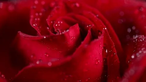 Super macro Slowly revolving deep red rose whit crystal clear water drops on it Video stock 82340331