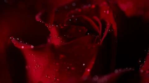 Super macro Slowly revolving deep red rose whit crystal clear water drops on it Video stock 82340461