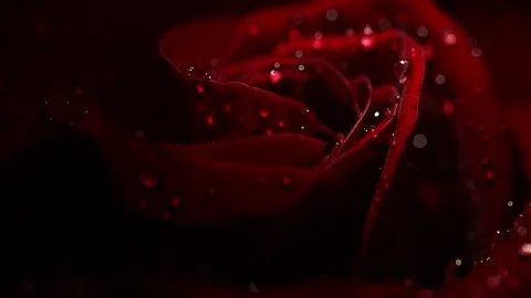 Super macro Slowly revolving deep red rose whit crystal clear water drops on it Video stock 82340645