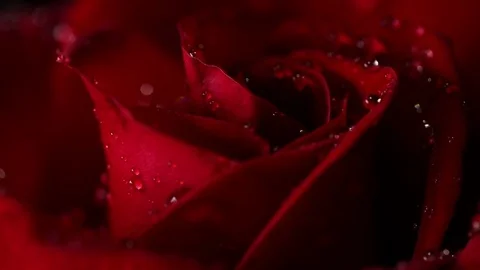 Super macro Slowly revolving deep red rose whit crystal clear water drops on it Video stock 82340761