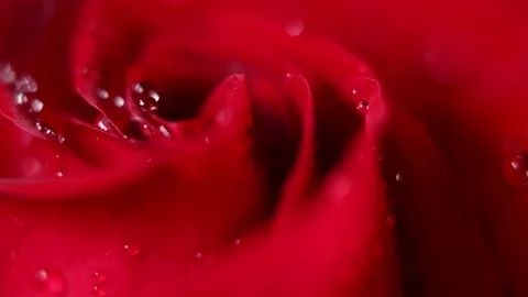 Super macro Slowly revolving deep red rose whit crystal clear water drops on it Stock Footage 82340964