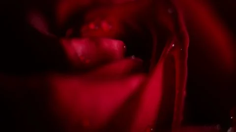 Super macro Slowly revolving deep red rose whit crystal clear water drops on it Video stock 82341175