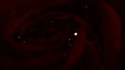 Super macro Slowly revolving deep red rose whit crystal clear water drops on it Stock Footage 82341362