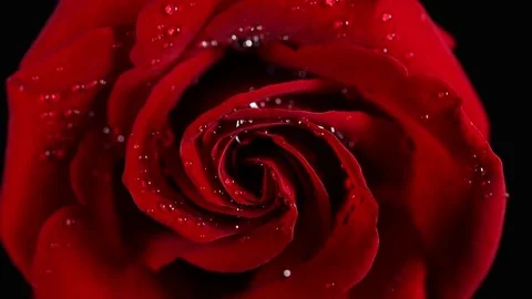 Super macro Slowly revolving deep red rose whit crystal clear water drops on it Stock Footage 82342234