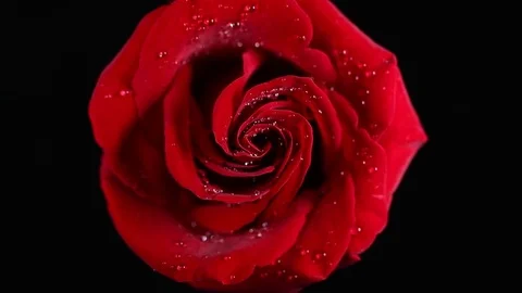 Super macro Slowly revolving deep red rose whit crystal clear water drops on it Stock Footage 82342741