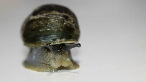 Super macro snail antenna and eyes detailed motion,invertebrate helix slug skin Stock Footage 129575610