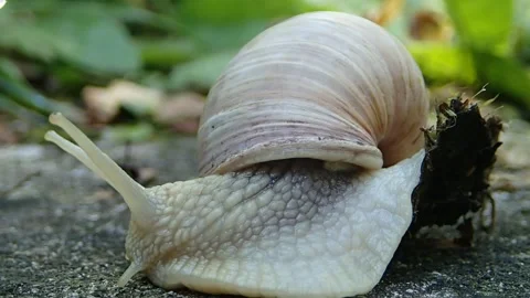 Super macro snail video while moving on the ground. helix pomatia snail Stock Footage 144385356