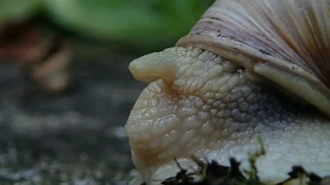 Super macro snail video while moving on the ground. helix pomatia snail Stock Footage 144385396