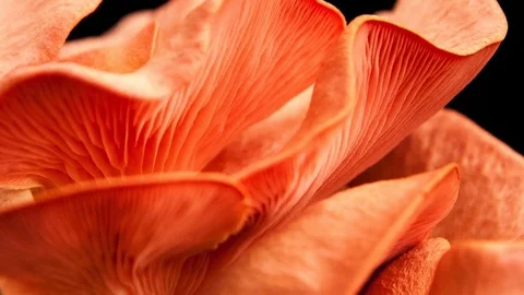 Super macro time lapse of Pink Oyster mushrooms growing fast Stock Footage