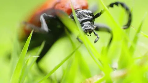 Super macro video of a crawling Scarlet fire beetle 4K Stock Footage 156617080
