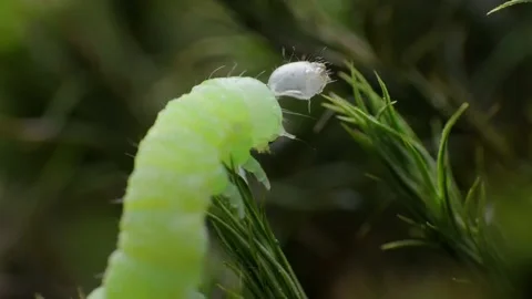 Super macro video of Green worm caterpillar trying to take the shell off his Stock Footage 156452224