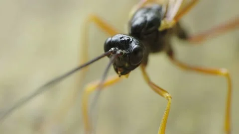 Super macro video of an Ichneumon Wasp head and moving antennas 4K Stock Footage 156619460