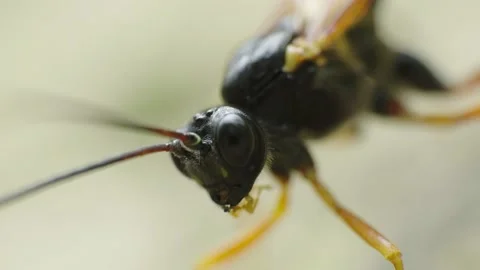 Super macro video of an Ichneumon Wasp huge head and moving antennas 4K Stock Footage 156619622