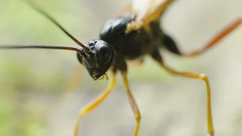 Super macro video of an Ichneumon Wasp moving antennas and wings 4K Stock Footage 156619832