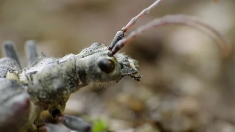 Super macro video of interesting insect, longhorn beetle, Rhagium bifasciatum 4K Stock Footage 159759998