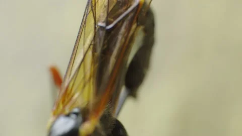 Super macro video scene of an Ichneumon Wasp drilling into solid wood to deliver Stock Footage 156619212