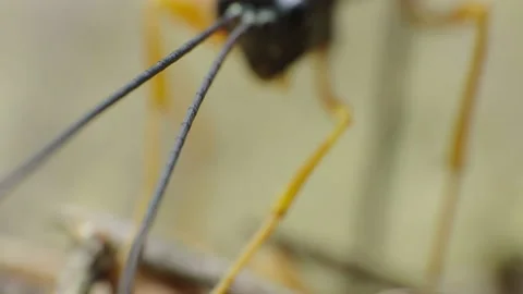 Super macro video scene of an Ichneumon Wasp drilling into wood to deliver its Stock Footage 156619277