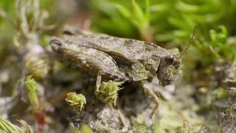 Super macro video of a small grasshopper in natural habitat in summer 4K Stock Footage 156663932