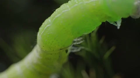 Super macro video of worm caterpillar trying to take the shell off his green Stock Footage 156452767