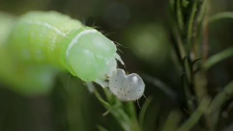 Super macro video of worm caterpillar trying to take the small shell off his Stock Footage 156453737