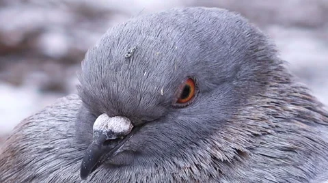 Super Macro View of a Pigeon at Winter Park Full HD Stock Footage 45620888