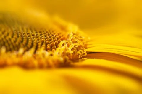 Super macro yellow flower background / sunflower Stock-Fotos