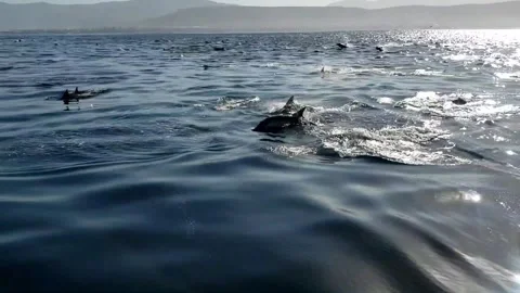 Super Mega Pod Dolphins Video stock 242627974