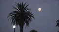 Super Moon And Palm Tree FloridaStorm19 HD Footage