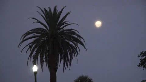 Super Moon And Palm Tree FloridaStorm19 Stock Footage 25239778