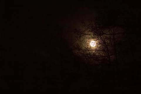 Super Moon behind tree branches Stock Photos