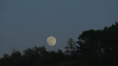 Super moon in a forest Vidéo 154777964