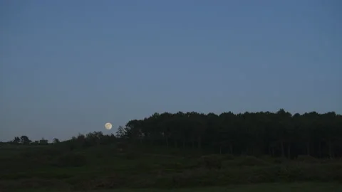 Super moon in a forest Video stock 154778063