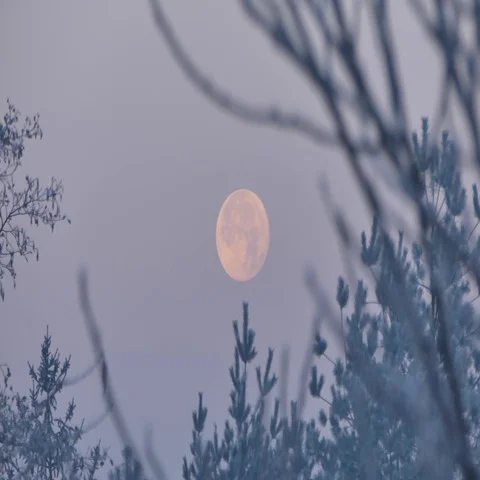 Super moon - November 15 2016 in Poland - morning sky, wane, branches, hoarfrost Stock Footage