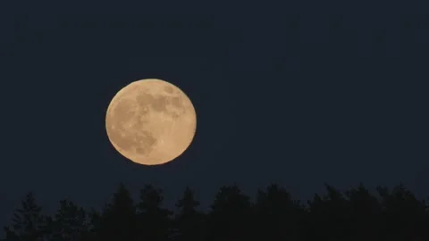 Super moon rise above distant trees closeup view atmospheric distortion Stock Footage 133441257