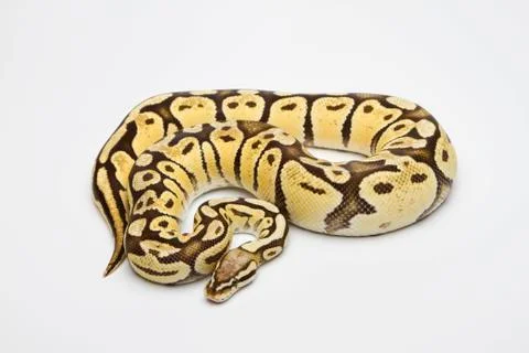 Super pastel vanilla ball python or royal python (python regius), female Foto stock