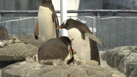 Super penguin Vídeos de archivo 99499342