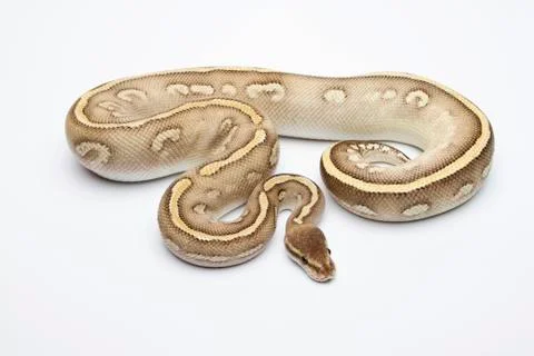 Super phantom ball python or royal python (python regius), male Stock-Fotos