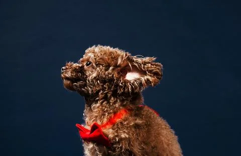 Super puppy Stock Photos