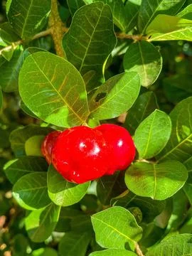 Super Red Acerolas Stock Photos