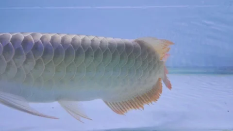 Super red arowana fish swims calmly in the aquarium Stock Footage 302371353