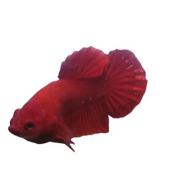 Super red Foto stock