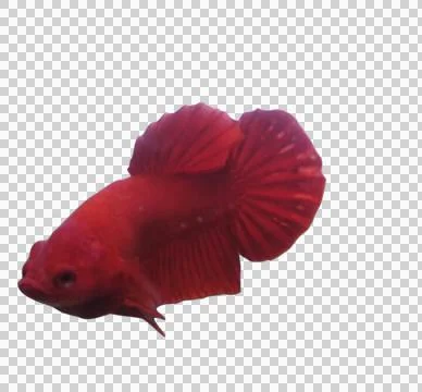 Super red Foto stock