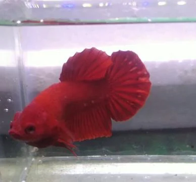 Super red Foto stock