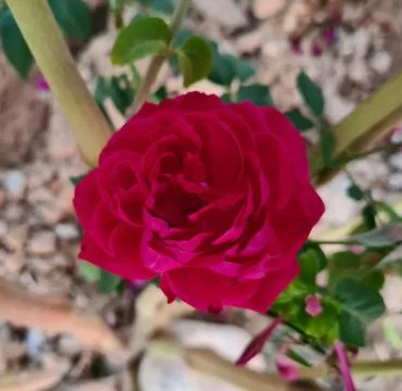 Super red rose Stock Photos